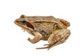 Frog side view isolated on white closeup Royalty Free Stock Photo