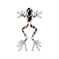 Frog silhouettes vector image black