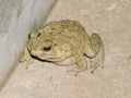 Frog sit on ground in home