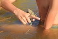 A frog sits on a human hand in a pond on a summer day. Trust. Royalty Free Stock Photo