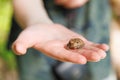 A frog sits on the boy& x27;s hand Royalty Free Stock Photo