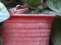 A frog sits in a brown pot with a green leaf on it. Royalty Free Stock Photo