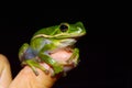 A frog sits on a child's finger. Royalty Free Stock Photo