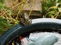 Frog sits on edge of garden pond Royalty Free Stock Photo