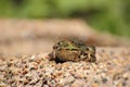A frog sits on the edge of a garden pond Royalty Free Stock Photo