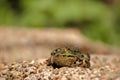 A frog sits on the edge of a garden pond Royalty Free Stock Photo