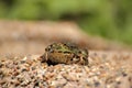 A frog sits on the edge of a garden pond Royalty Free Stock Photo