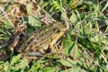 Frog sits in the green grass on the shore of the pond on a sunny day Royalty Free Stock Photo