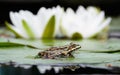 Frog sits on the green leaf near lily