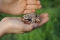 Frog sits on hand