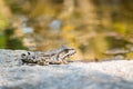 A frog sits on a large stone by the pond Royalty Free Stock Photo