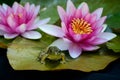 Frog sits on lilly pad among flowers. Royalty Free Stock Photo