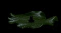Frog on lily pad nature photography amphibian wildlife dark black background animal photography closeup art image Royalty Free Stock Photo