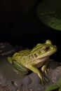 A frog sits in the mud and water against a background of leaves. Generative AI