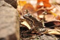 Frog Royalty Free Stock Photo