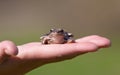 The frog sits on a palm