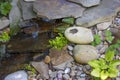 Frog sits on a rock nest to a small backyard waterfall