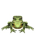 Frog sits