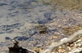 A frog sits in the water near the shore in a pond close-up Royalty Free Stock Photo