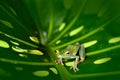 Frog sitting on the big green leave. Beautiful frog in the night. Olive Tree Frog, Scinax elaeochroa, from Costa Rica forest. Trop Royalty Free Stock Photo