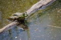 Frog sitting on a branch in murky water