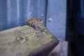 Frog sitting on a brown log Royalty Free Stock Photo