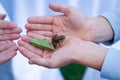 Frog sitting on child`s hands