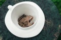 Frog sitting in a cup Royalty Free Stock Photo