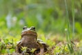 Frog sitting in the grass, toad on the green grass, slippery cold frog in nature, warts on the skin Royalty Free Stock Photo
