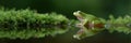 A frog is sitting on a green mossy rock in a pond Royalty Free Stock Photo