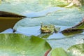 Frog sitting on green pond leaves Royalty Free Stock Photo