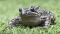 a frog sitting on the ground Royalty Free Stock Photo