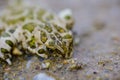 the frog sitting on the ground Royalty Free Stock Photo