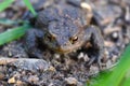 Frog sitting on the ground close up Royalty Free Stock Photo