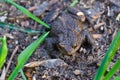 Frog sitting on the ground close up Royalty Free Stock Photo