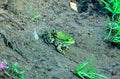 A frog sitting on the ground Royalty Free Stock Photo