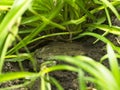 Green frog sitting on the ground and hiding in the grass Royalty Free Stock Photo