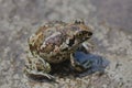 A small Earth frog sits on the ground. Close up.