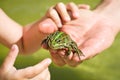 Frog sitting on a human hand