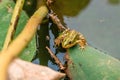 A frog is sitting on a leaf in a pond. The pond is green and the frog is green and brown. Royalty Free Stock Photo