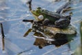 The frog is sitting on a leaf in the pond