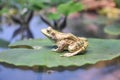 Frog on Lily Pad Exhibit Royalty Free Stock Photo