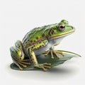 Frog sitting on a lily pad leaf isolated. 3d render frog on white background Royalty Free Stock Photo