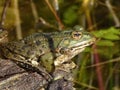 Frog is sitting a log Royalty Free Stock Photo