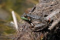 Frog Stock Photos.  Frog sitting on a log by the water. Image. Portrait. Photo. Picture Royalty Free Stock Photo