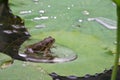 Frog sitting on Lotus leaf