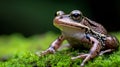 A frog sitting on a moss covered ground Royalty Free Stock Photo
