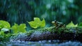 Frog Sitting on Mossy Log in the Rain Royalty Free Stock Photo