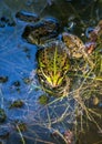 A frog is sitting in a pond in southern Germany