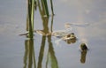 Frog sitting in a pond surrounded by grass Royalty Free Stock Photo